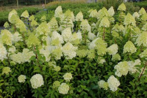 Hortensja bukietowa Moonlight Hydrangea c3 zdjęcie 5