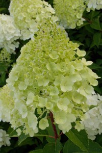 Hortensja bukietowa Moonlight Hydrangea c3 zdjęcie 6