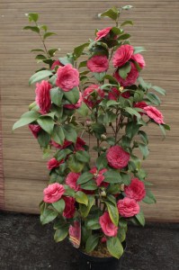 Kamelia japońska (Camellia japonica) Principessa Baciocchi zdjęcie 5