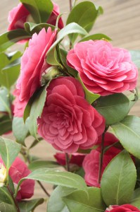 Kamelia japońska (Camellia japonica) Principessa Baciocchi zdjęcie 2