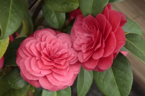 Kamelia japońska (Camellia japonica) Principessa Baciocchi zdjęcie 3