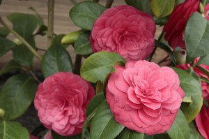 Kamelia japońska (Camellia japonica) Principessa Baciocchi zdjęcie 4