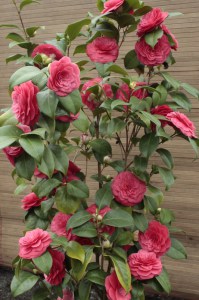 Kamelia japońska (Camellia japonica) Principessa Baciocchi zdjęcie 6