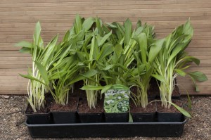 Czosnek niedźwiedzi (Allium ursinum) sadzonka zdjęcie 10