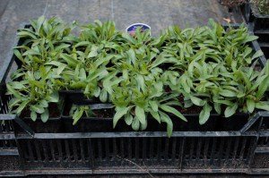 Aster krzaczasty - Marcinek (Aster dumosus) Alice Halsam zdjęcie sadzonki 1