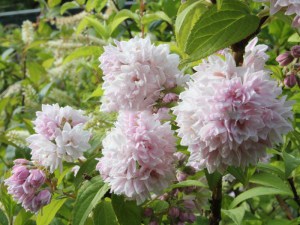 __ylistek__Pink__4d811e7d491d9.jpg