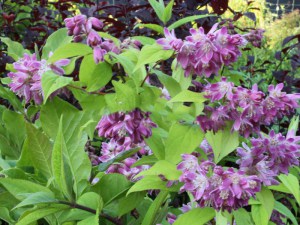 Żylistek (Deutzia) Strawberry Fields c3 zdjęcie 1