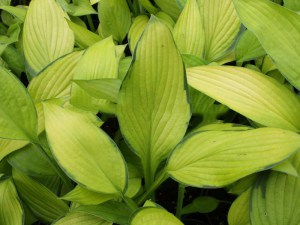 Funkia (Hosta) Midwest Magic zdjęcie 1
