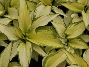 Funkia (Hosta) Eskimo Pie zdjęcie 1