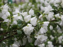 Jaśminowiec (Philadelphus) Snowbelle c2 krzewy ozdobne kwitnące zdjęcie 1