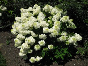 Hortensja bukietowa Phantom Hydrangea c3 zdjęcie 3