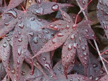 Klon palmowy (Acer palm.) Bloodgood c10 zdjecie 5