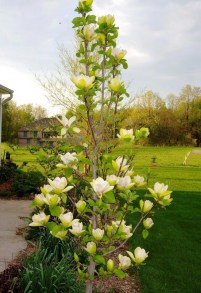 Magnolia Sunsation sadzonka zdjęcie 8