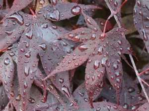 Klon palmowy (Acer palm.) Bloodgood c4 zdjecie 6