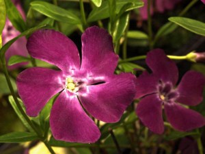 Barwinek mniejszy (Vinca minor) Verino zdjęcie 1