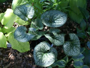 Brunera wielkolistna (Brunnera macrophylla) Sea Heart zdjęcie 2