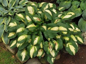 Funkia (Hosta) Lakeside Meter Maid zdjęcie 2