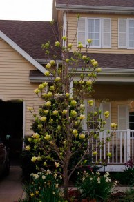 Magnolia Sunsation sadzonka zdjęcie 9