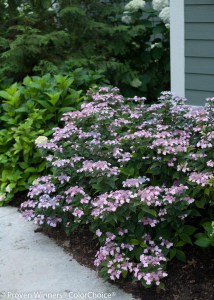 Hortensja ogrodowa (Hydrangea macrophylla) Twist and Shout 9