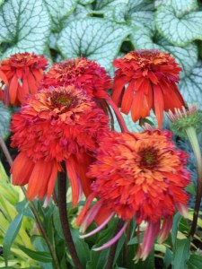 Jeżówka purpurowa (Echinacea) Hot Papaya zdjęcie 2