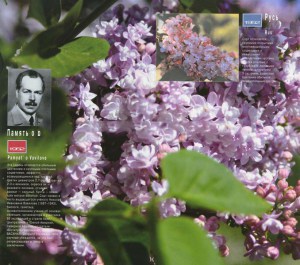 Bez - lilak (Syringa) Pamięć o Wawiłowie zdjęcie 2