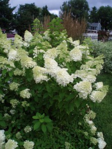 Hortensja bukietowa Phantom Hydrangea c3 zdjęcie 4