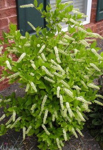 Itea wirginijska (Itea virginica) zdjęcie 2
