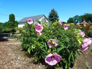 Hibiskus bylinowy (Hibiscus moscheutos) Berrylicious zdjęcie 5