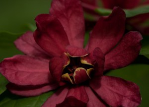 Kielichowiec Raulstona (Calycanthus raulstoni) Hartlage Wine c1 zdjęcie 2