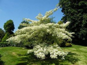 Dereń pagodowy (Cornus controversa) c5 zdjęcie 4