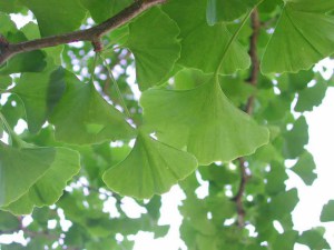 Miłorząb japoński (Ginkgo biloba) c3 zdjęcie 2