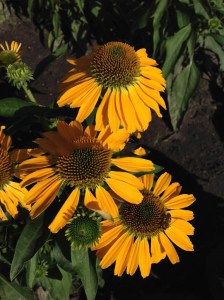 Jeżówka purpurowa (Echinacea) Golden Skipper zdjęcie 2