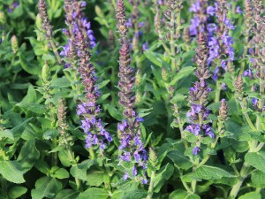 Szałwia omszona (Salvia) Merleau Blue zdjęcie 2