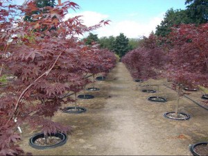 Klon palmowy (Acer palm.) Bloodgood c4 zdjecie 7