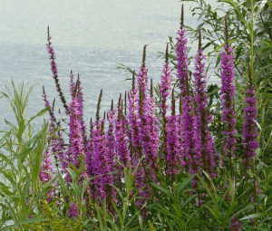 Krwawnica rózgowata (Lythrum virgatum) Little Robert 2