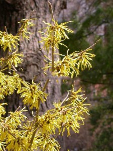 Oczar  złotożółty (Hamamelis) Westerstede c4 zdjęcie 6