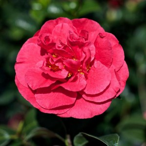 Kamelia japońska (Camelia japonica) Kramer's Surprise zdjęcie 2