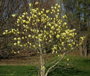 Magnolia Butterflies c3 zdjęcie 5