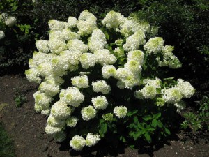 Hortensja bukietowa Silver Dollar Hydrangea c1,5 zdjęcie 6