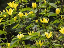 Magnolia Daphne rewelacyjna c5 zdjęcie 2