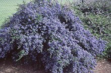 Prusznik (Ceanothus impressus) Victoria c1 zdjęcie 2