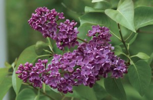 Bez - Lilak (Syringa) Ludwig Spaeth c2 zdjęcie 2