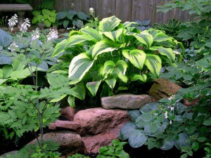 Funkia (Hosta) Montana Aureomarginata zdjęcie 2