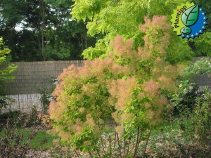 Perukowiec (Cotinus cogg.) Smokey Joe zdjęcie 2