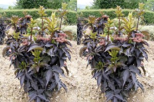Bez czarny (Sambucus nigra) Black Tower zdjęcie 2