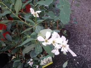 Obiela mieszańcowa (Exochorda macrantha) Niagara zdjęcie 2