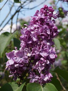 Bez - lilak pospolity (Syringa) Edward Hardwig c3 zdjęcie 2