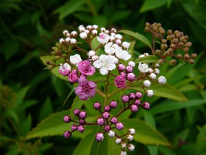Tawuła japońska (Spiraea japonica) Shirobana c2 zdjęcie 2