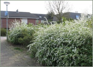 Tawuła szara (Spiraea cinera) Grefsheim c2 zdjęcie 2