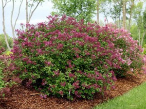Lilak (Syringa) Bloomerang Bez Pink Perfume c1 zdjęcie 2
